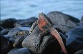 Iguanes marins (Amblyrhynchus cristatus)  - île de Española - Galapagos Ref:36862